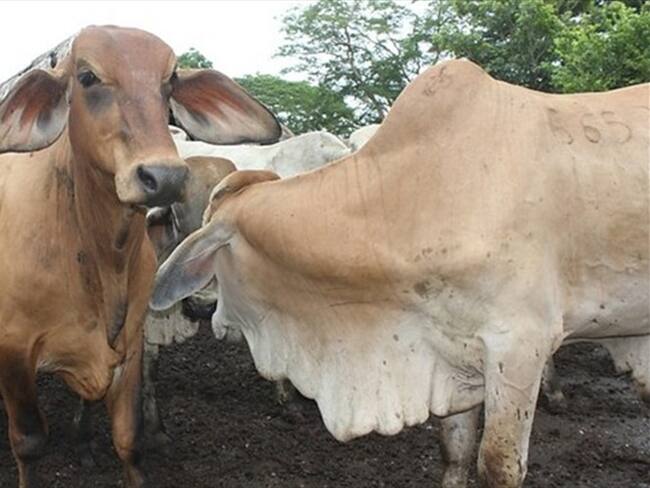 Las indagaciones preliminares en materia disciplinaria y penal se adelantan respetando el debido proceso.. Foto: Colprensa