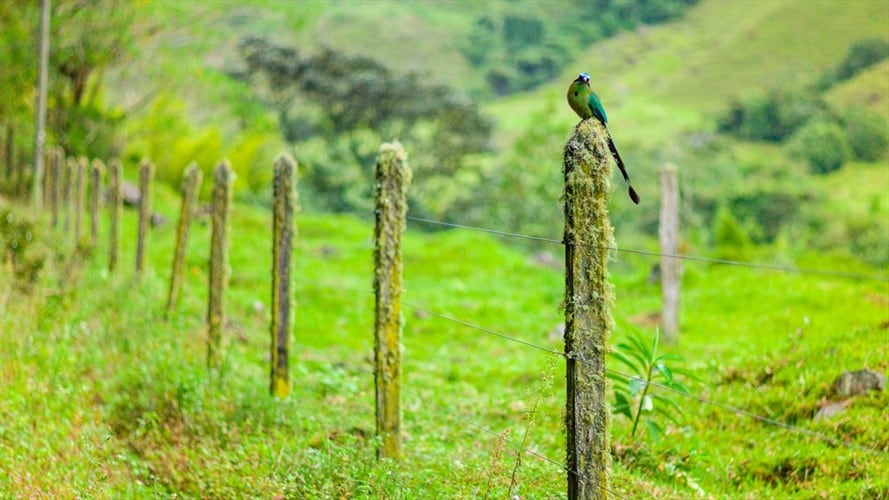 Colectivos ecologistas están motivando a los ciudadanos para que graben los sonidos de la naturaleza que escuchan desde su ventana.. Foto: Getty Images