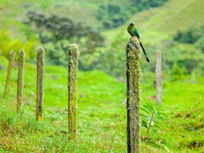 Colectivos ecologistas están motivando a los ciudadanos para que graben los sonidos de la naturaleza que escuchan desde su ventana.. Foto: Getty Images