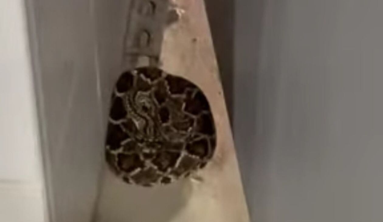 Serpiente en el baño del estadio. Foto: Cortesía.