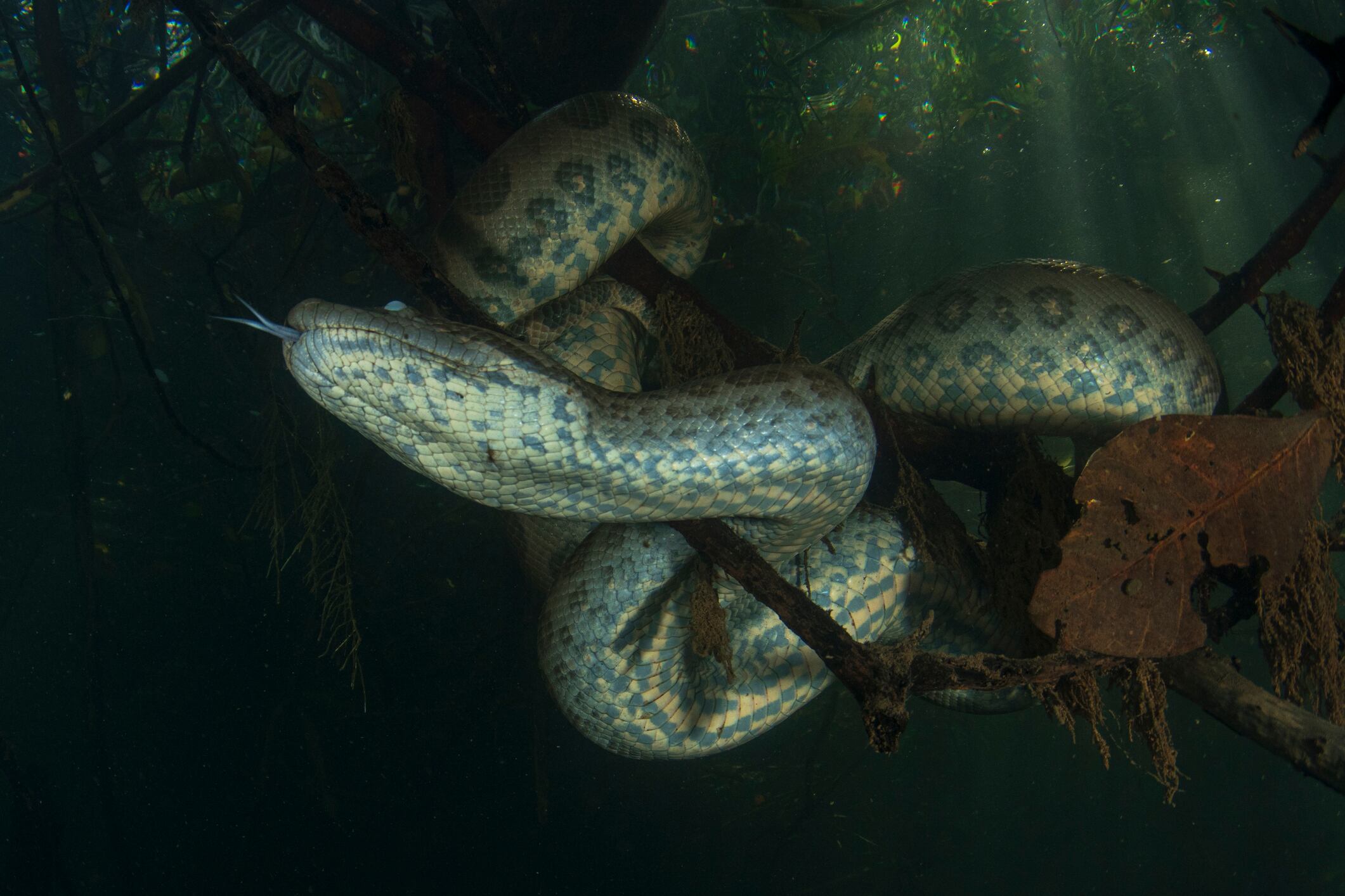 Anaconda verde. Foto: Getty Images / Julian Gunther
