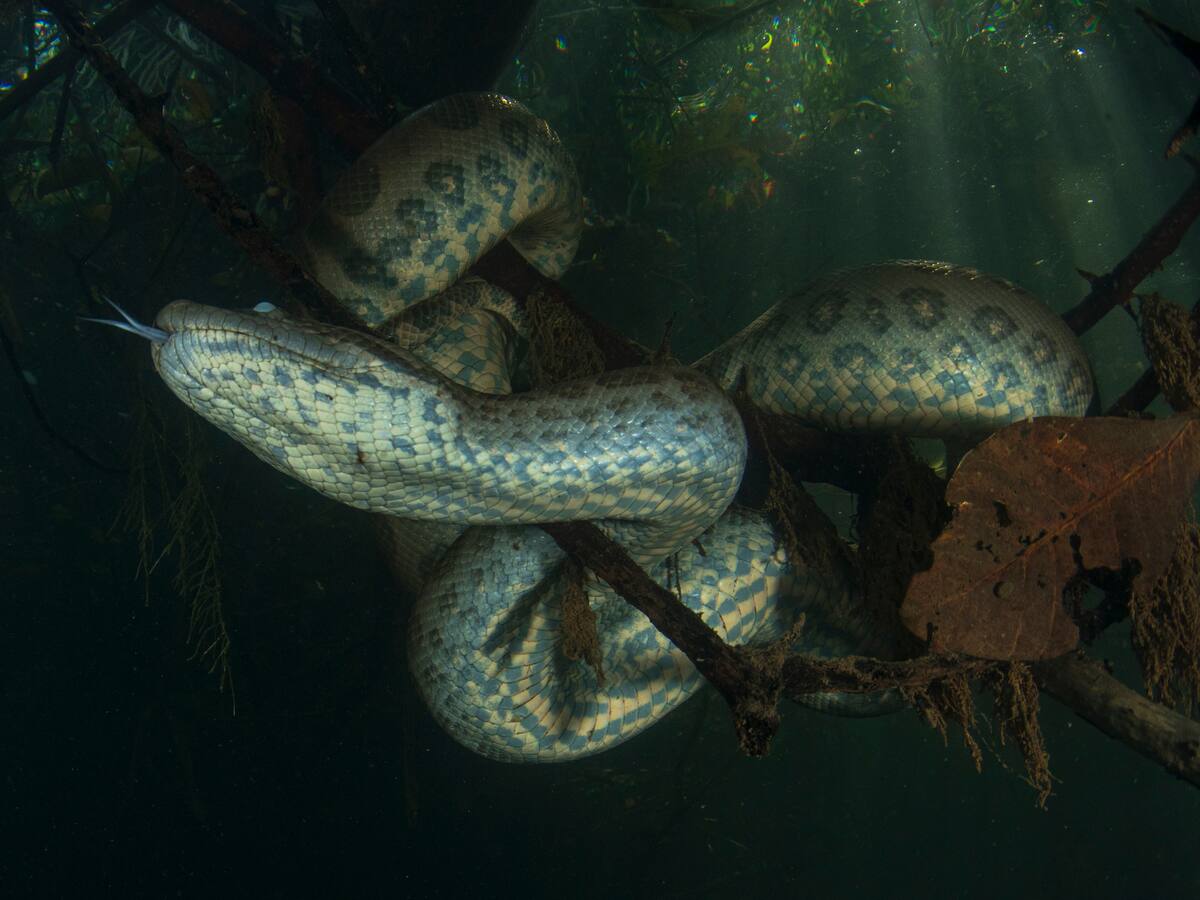 En Colombia habita la serpiente más pesada del mundo: Puede pesar hasta 250 kg ¿es venenosa?