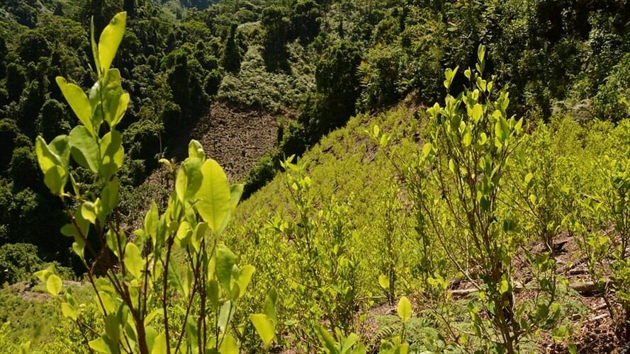 Proyecto para regular la coca en Colombia. Foto: Colprensa
