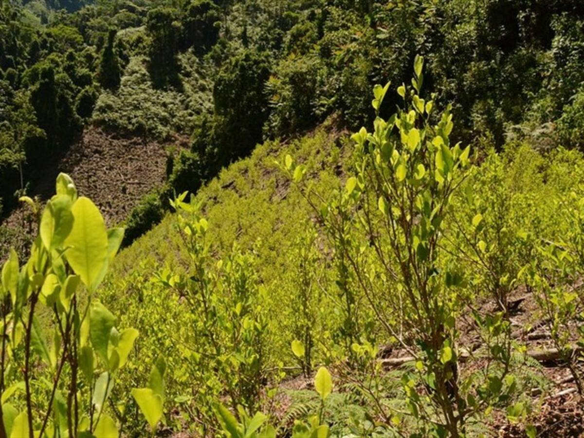 Avanza proyecto que regula la coca en Colombia
