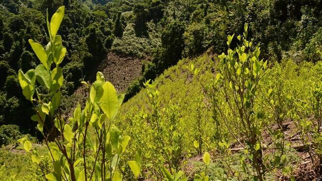 Proyecto para regular la coca en Colombia. Foto: Colprensa