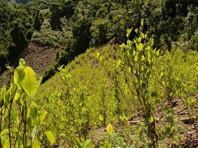 Proyecto para regular la coca en Colombia. Foto: Colprensa