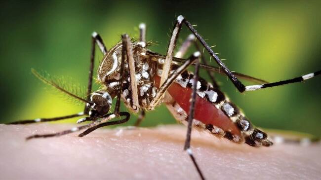 Incremento de casos de dengue en La Guajira. Foto: Colprensa