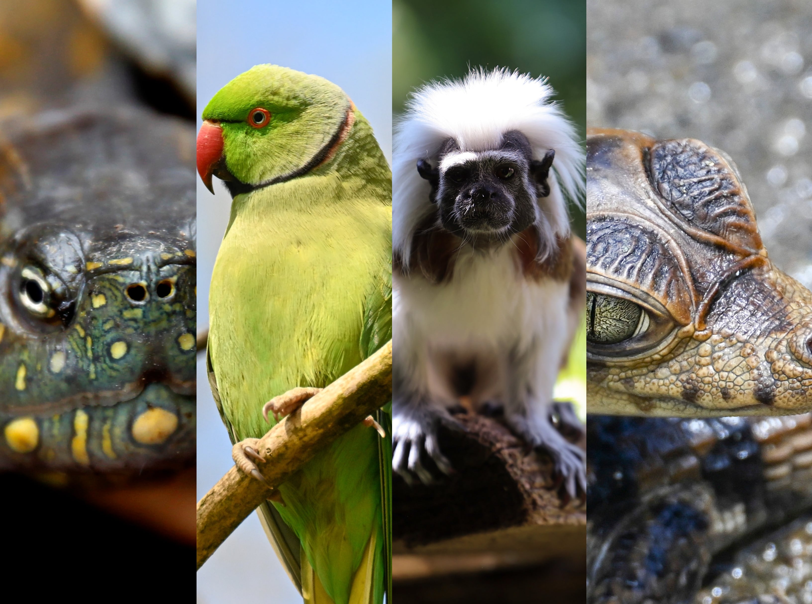 Tortuga hicotea, loro orejiamarillo, tití cabeciblanco y caimán de anteojos. FOTOS: Getty Images