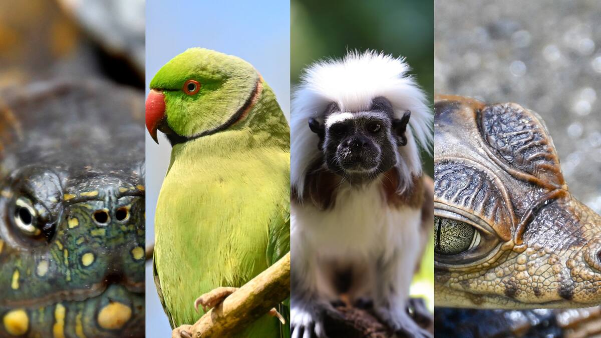 ¿Qué animales suelen ser los más traficados en Semana Santa? Razones y consecuencias