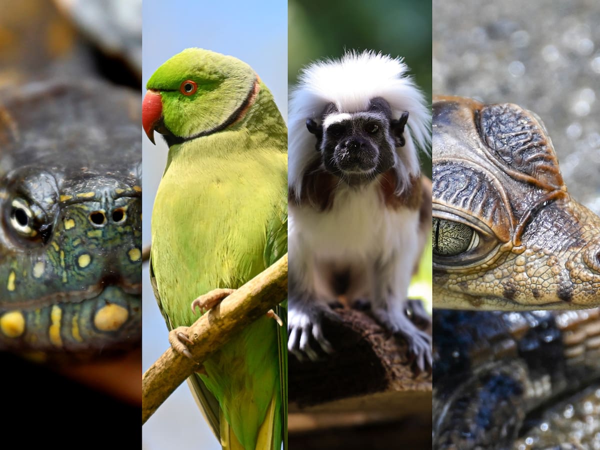 ¿Qué animales suelen ser los más traficados en Semana Santa? Razones y consecuencias