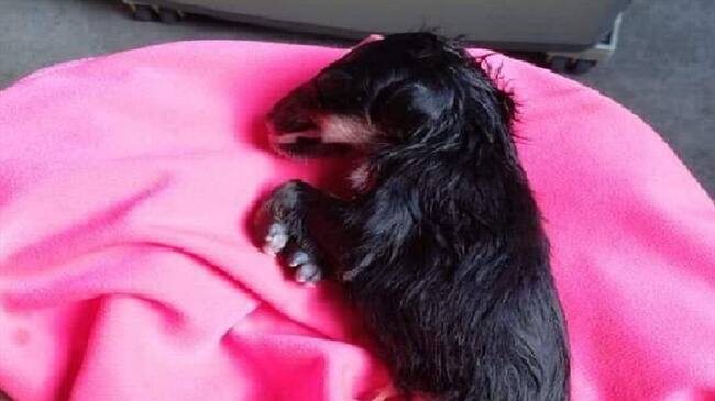 Durante años ambientalistas han denunciado que existe una grave contaminación en el puerto petrolero y que por presunta corrupción nadie hace nada.. Foto: