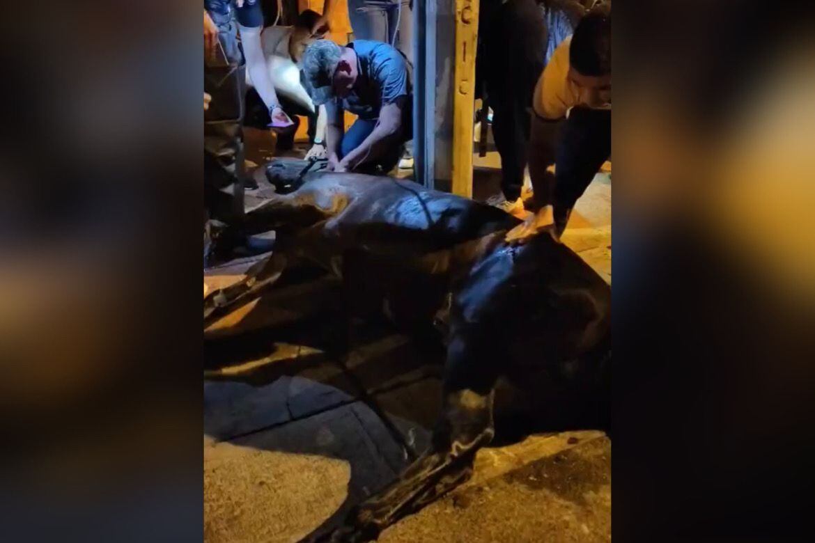 A través de redes sociales, algunos ciudadanos también han señalado que en el evento se cometieron otros actos de maltrato animal. Foto: Cortesía.