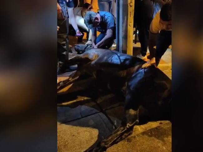 A través de redes sociales, algunos ciudadanos también han señalado que en el evento se cometieron otros actos de maltrato animal. Foto: Cortesía.