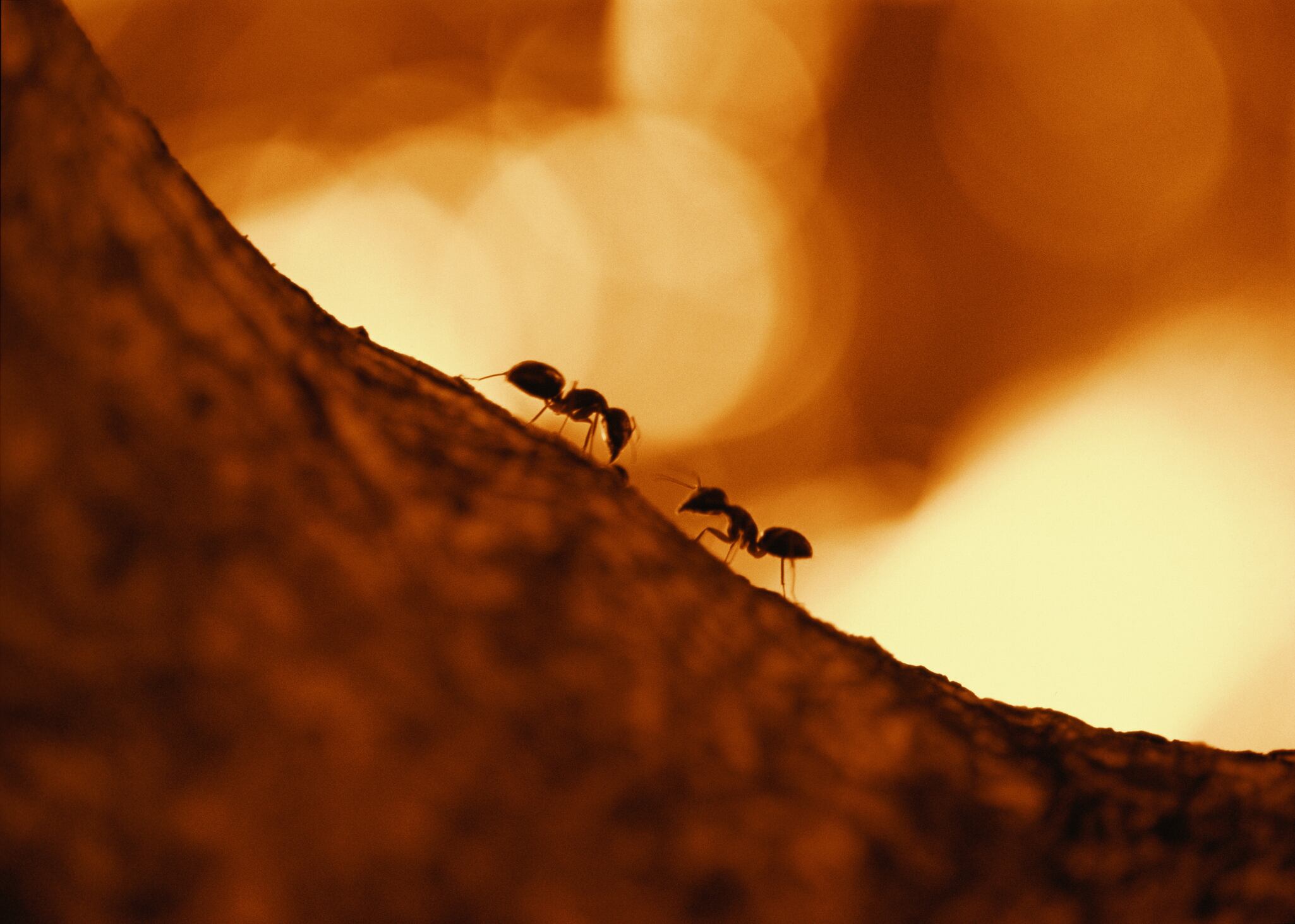 Imagen de referencia de hormigas. Foto: Getty Images.