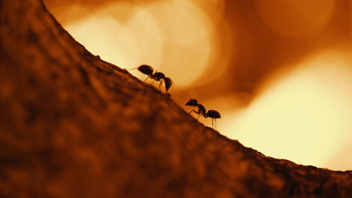 Las hormigas podrían detectar el olor del cáncer, según estudio