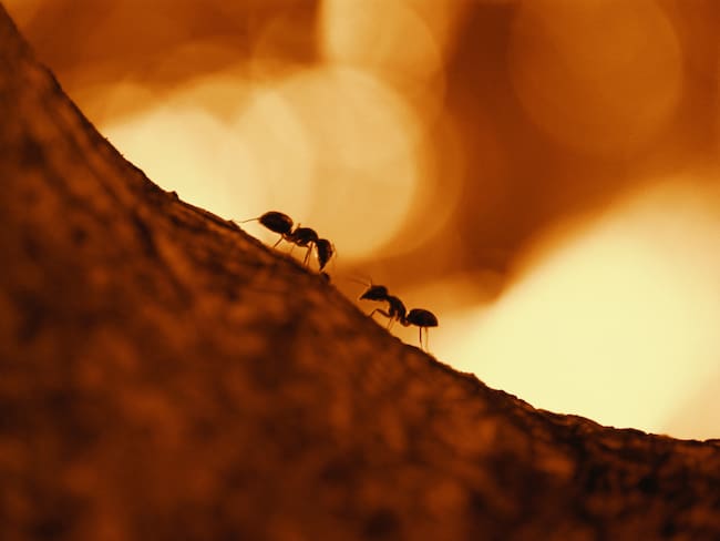 Imagen de referencia de hormigas. Foto: Getty Images.