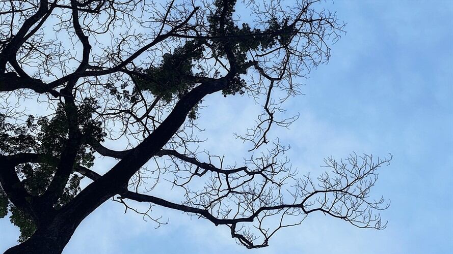 La Ceiba de la Libertad llevaba varios años en un tratamiento contra un hongo que estaba debilitando su estructura. Foto: Getty Images / RATHTHAPHON WANJIT (foto de referencia)