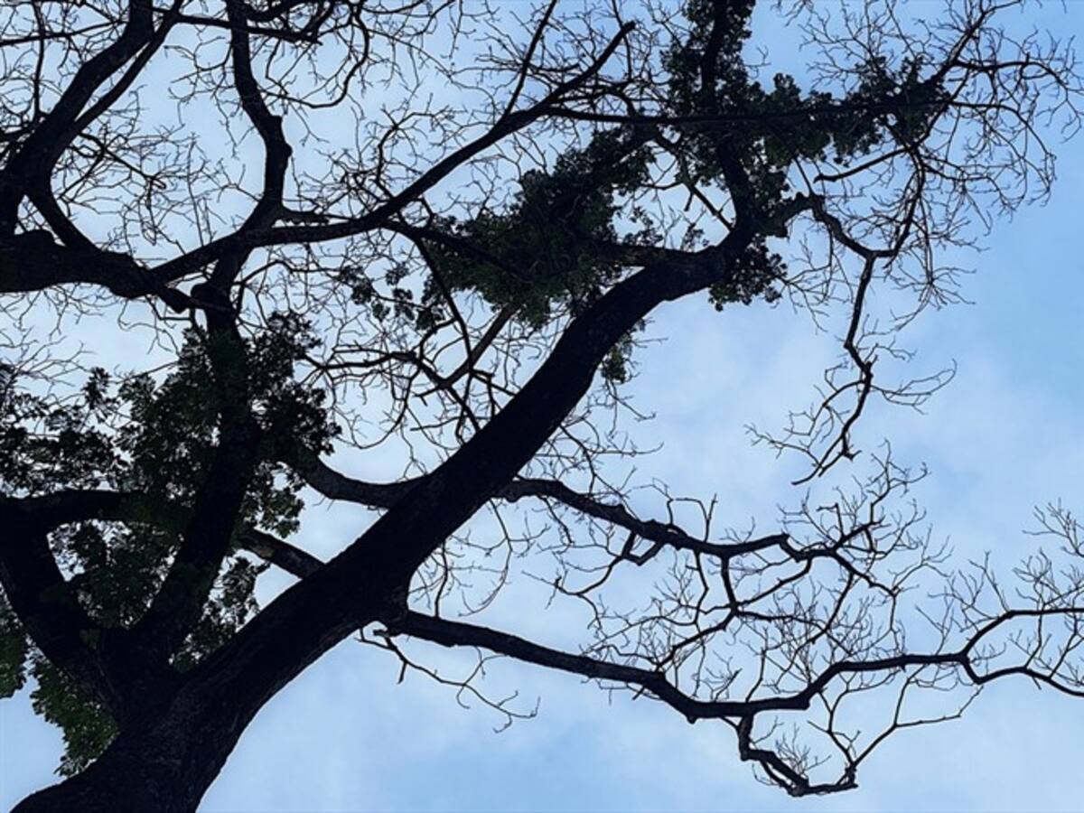 Se desplomó La Ceiba de la Libertad, el árbol más importante de Colombia