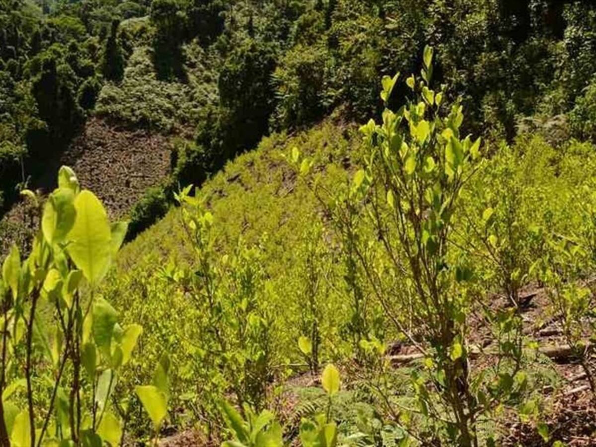 Gana la sustitución voluntaria de cultivos en el Cauca