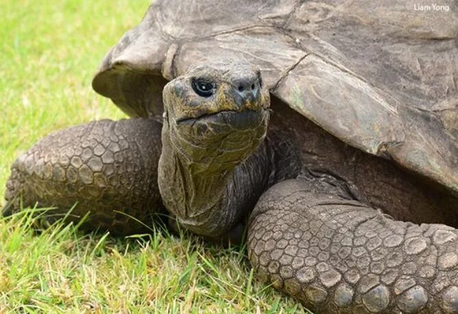 Jonathan, la tortuga más vieja del mundo. Foto:  Guinness World Records