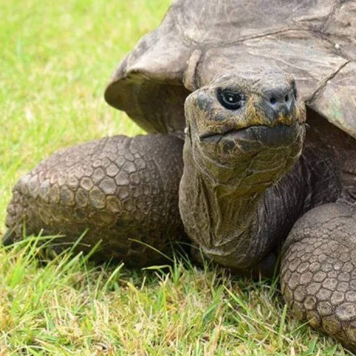 Un Guinness World Récords para Jonathan, la tortuga más vieja del mundo