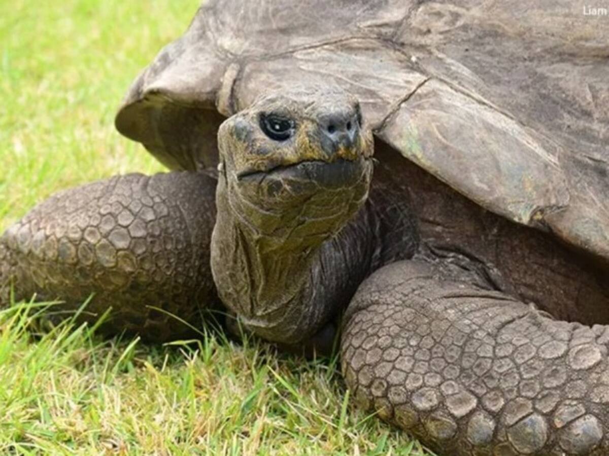 Un Guinness World Récords para Jonathan, la tortuga más vieja del mundo