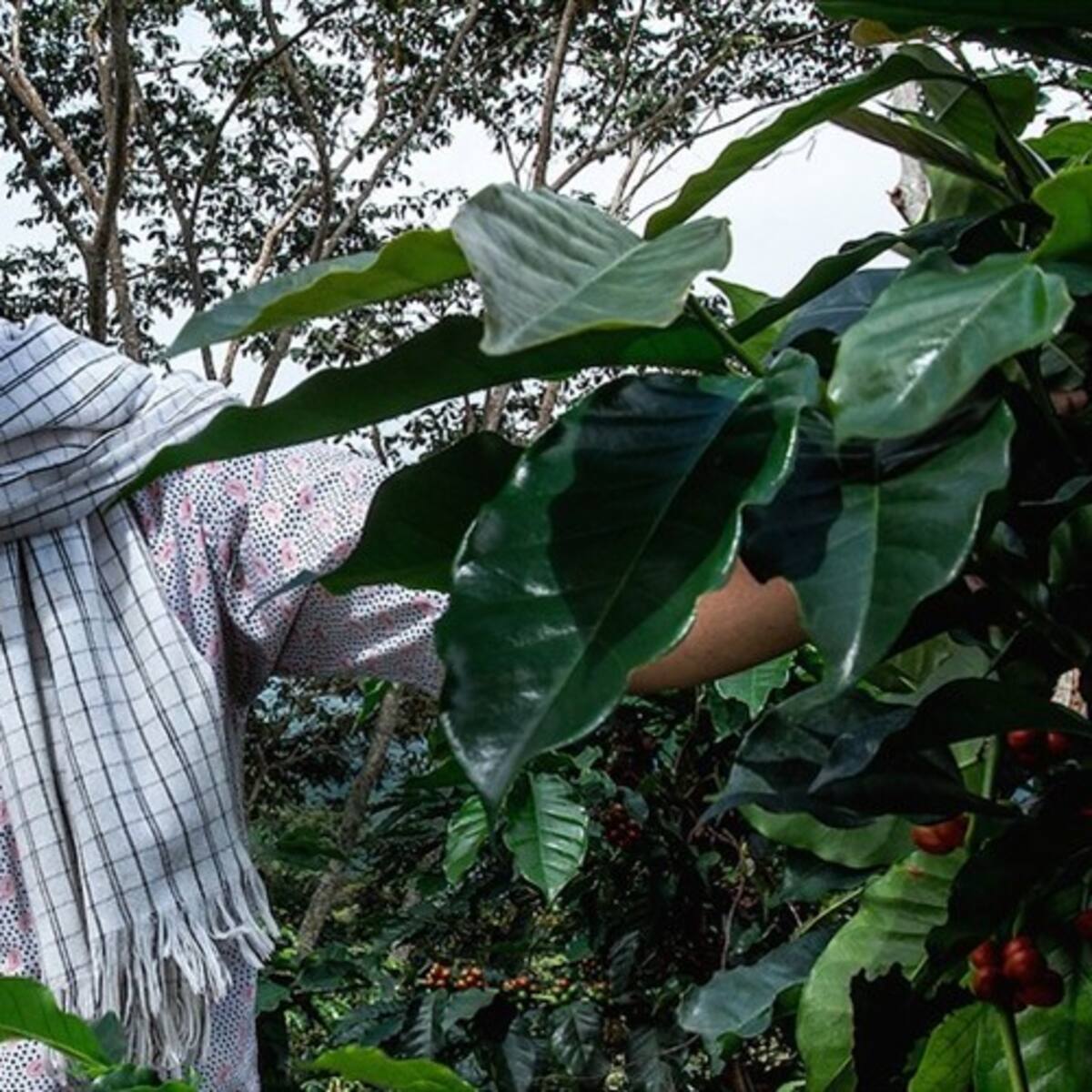 Otra jornada donde el precio interno del café volvió a tocar un máximo histórico