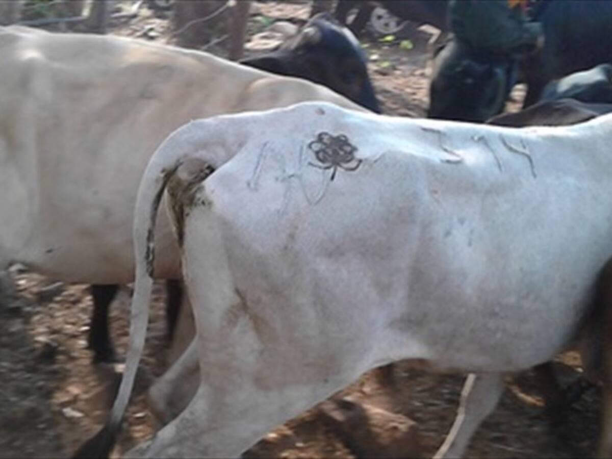 Autoridades confirmaron millonario golpe al contrabando agropecuario en zona fronteriza