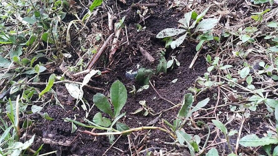 Preocupación por 'resiembra' de minas antipersonal. Foto: Colprensa