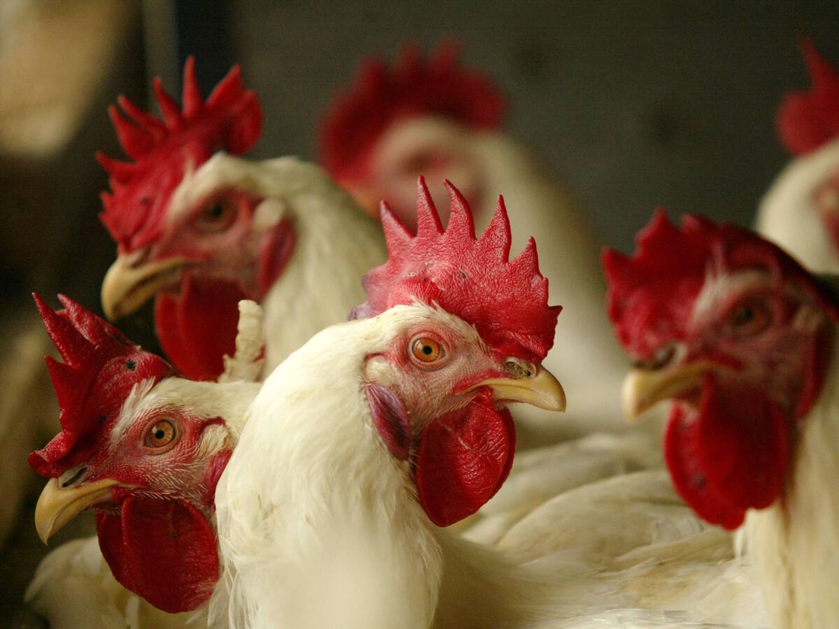 ICA confirmó nuevo caso de influenza aviar en aves de traspatio en la Costa Atlántica