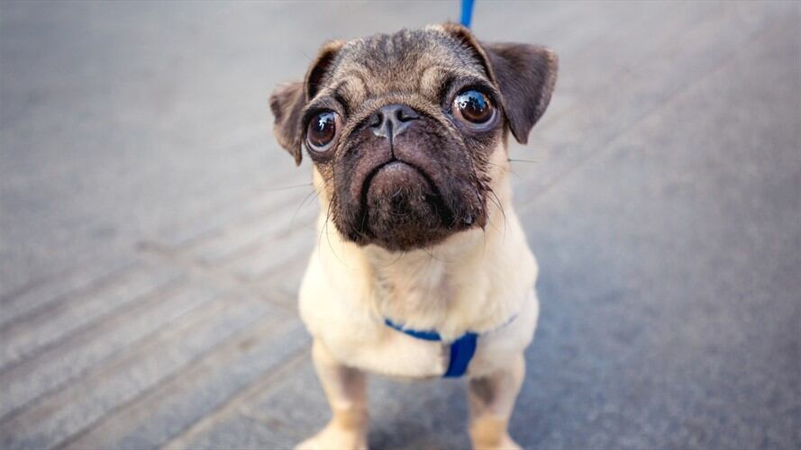 los encargados del fisco embargaran al perro de raza pug de una familia. Foto: Getty Images