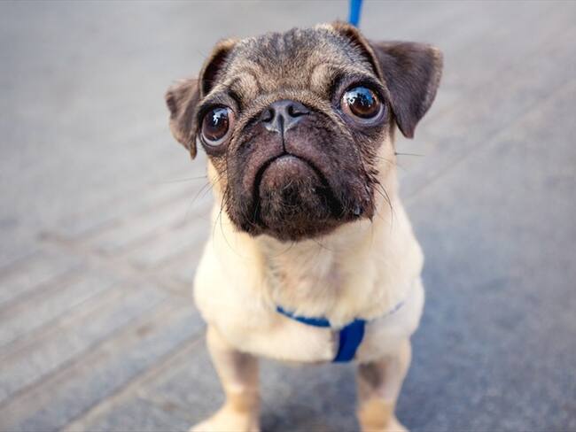 los encargados del fisco embargaran al perro de raza pug de una familia. Foto: Getty Images