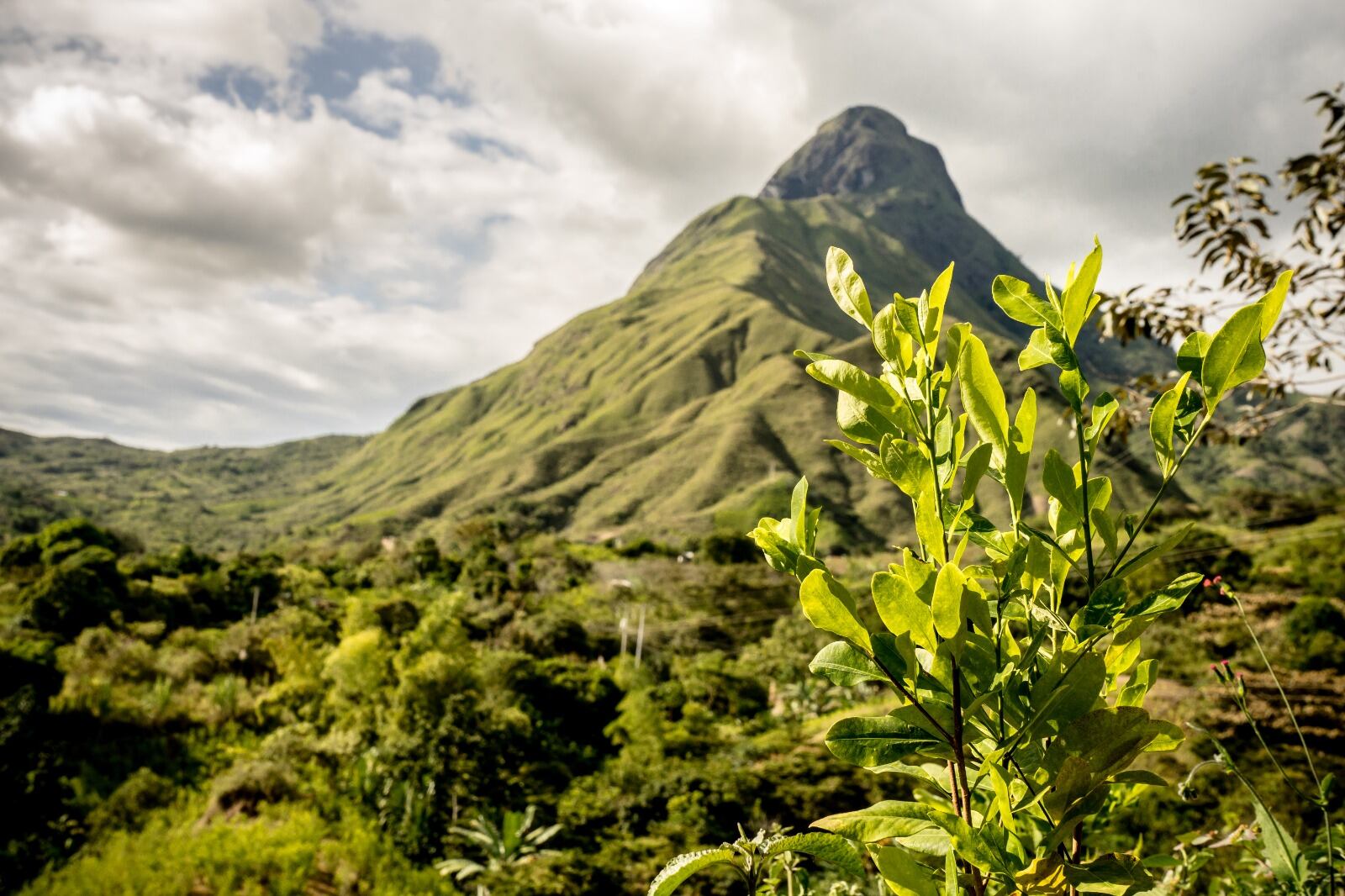 Santa Marta recibe el evento: 'Futuro Coca: Planta Tejedora de Mundos'. Foto: Mincultura