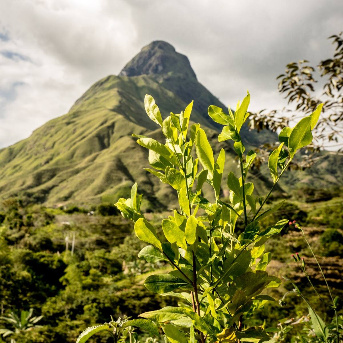 El 12 de julio la planta de coca será la protagonista en un evento en Santa Marta