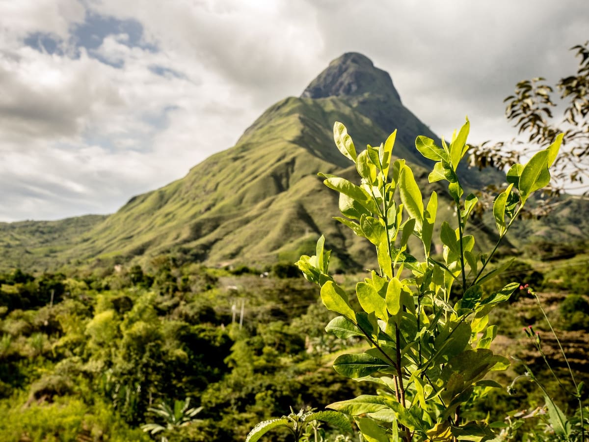 El 12 de julio la planta de coca será la protagonista en un evento en Santa Marta