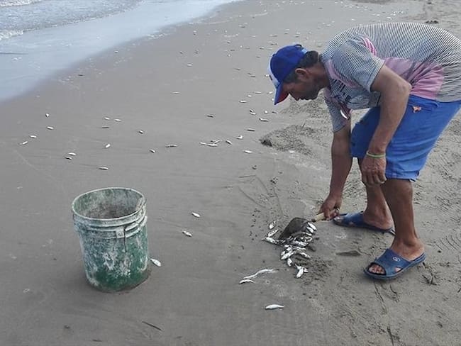 Investigan mortandad de peces en Guapi, Cauca. Foto: Colprensa