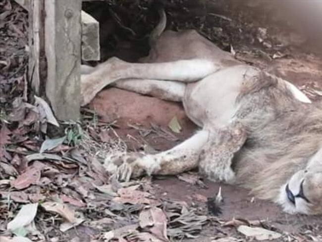 En pésimas condiciones fue hallado Júpiter, el león decomisado al refugio Villa Lorena
