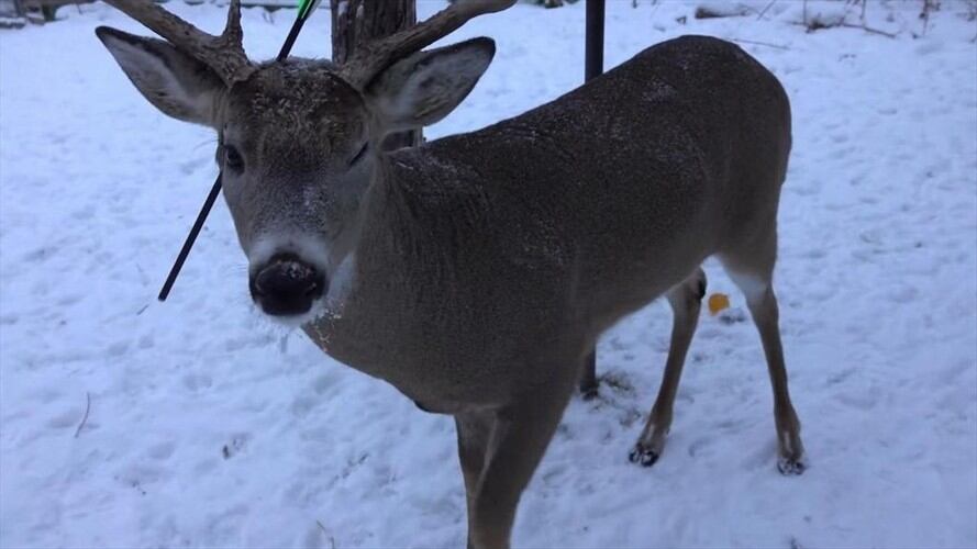 'Zanahoria, el ciervo mágico'. Imagen compartido en Facebook. Foto: Carrot, The Magic Deer