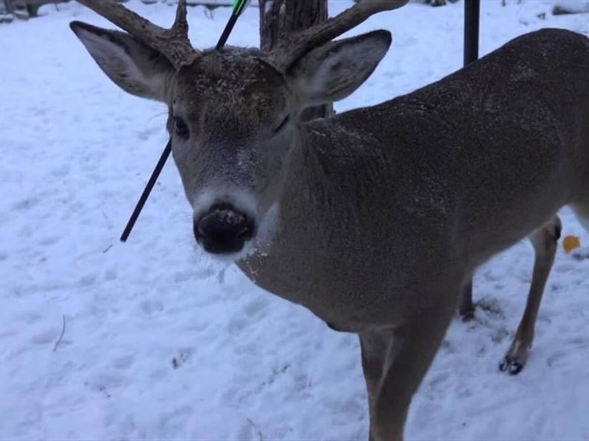 Encuentran a un ciervo con una flecha clavada en su cabeza en Canadá