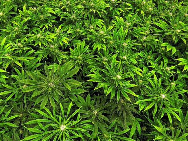Un cultivo de marihuana . Foto: Associated Press - AP
