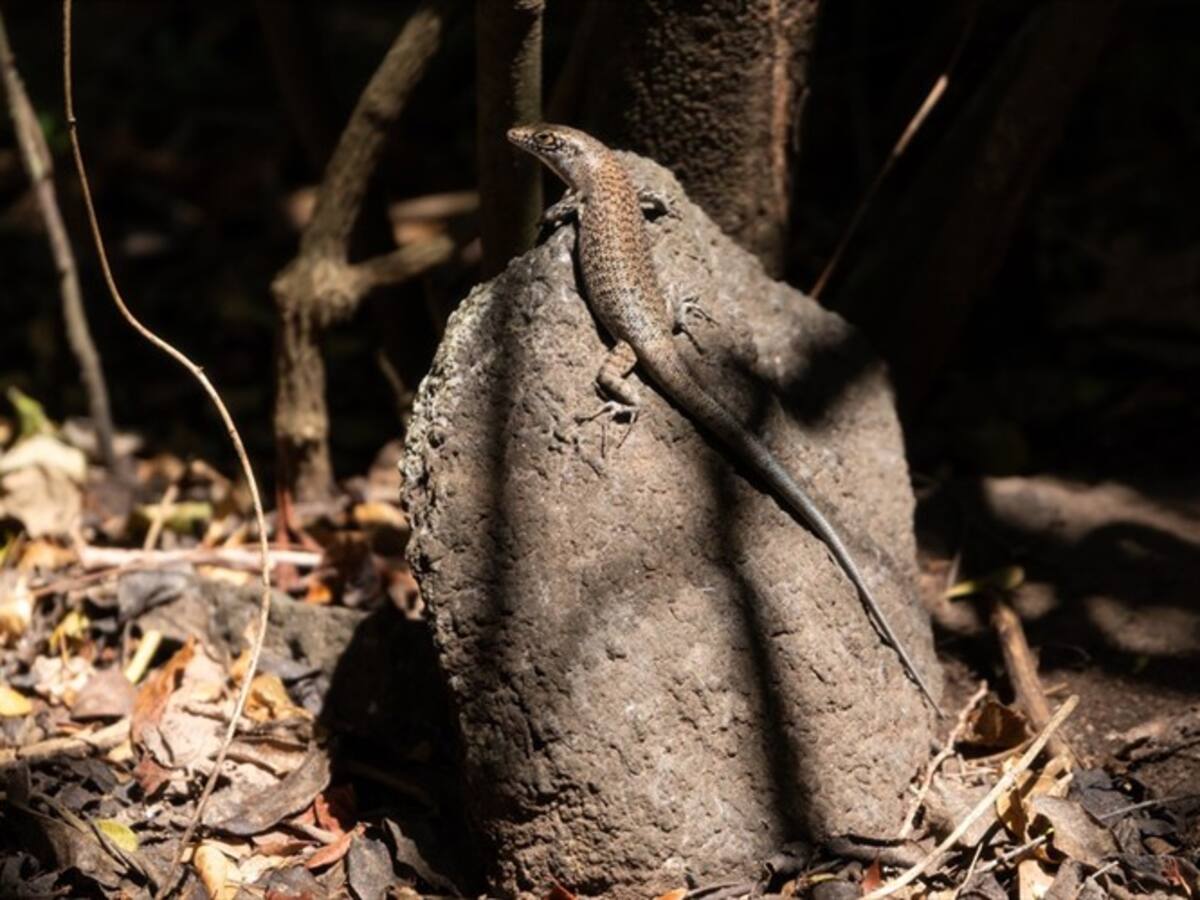 Todos los detalles del primer género de reptiles endémico de Colombia