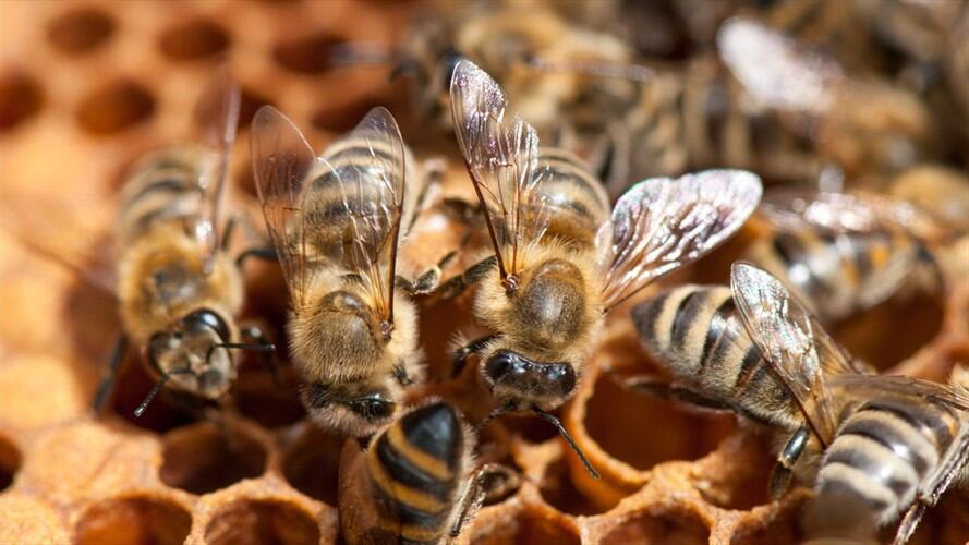 La empresa ponográfica implementó una particular en su plataforma para cuidar de estos insectos.. Foto: Getty Images