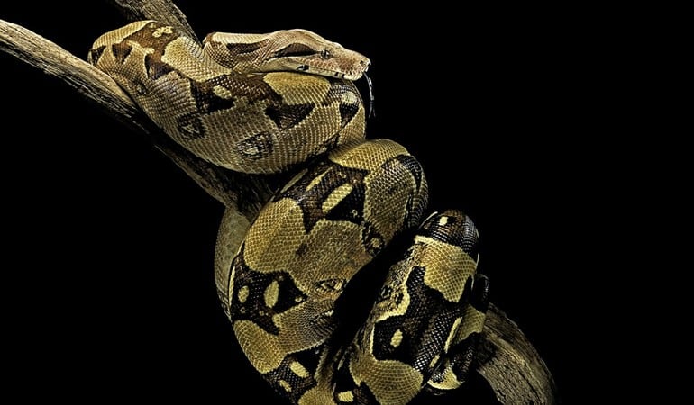 Imagen de referencia de una boa constrictor . Foto: Getty Images / Paul Starosta