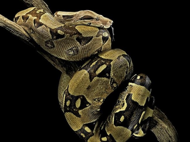 Imagen de referencia de una boa constrictor . Foto: Getty Images / Paul Starosta