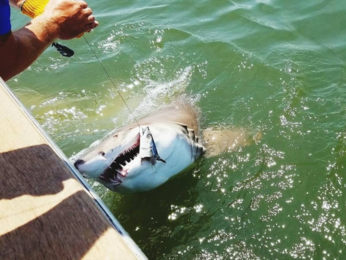 Se prohibirá la pesca de tiburones en todo el país, según anunció el presidente Iván Duque