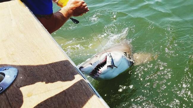 Se prohibirá la pesca de tiburones en Colombia. Foto: Getty Images