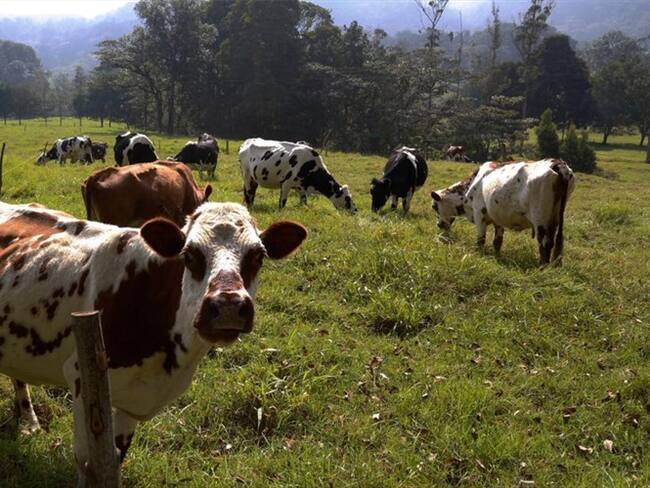 La decisón se debe a las dificultades climáticas presentadas en enero que impidieron completar la cobertura de algunas zonas ganaderas.. Foto: W Radio