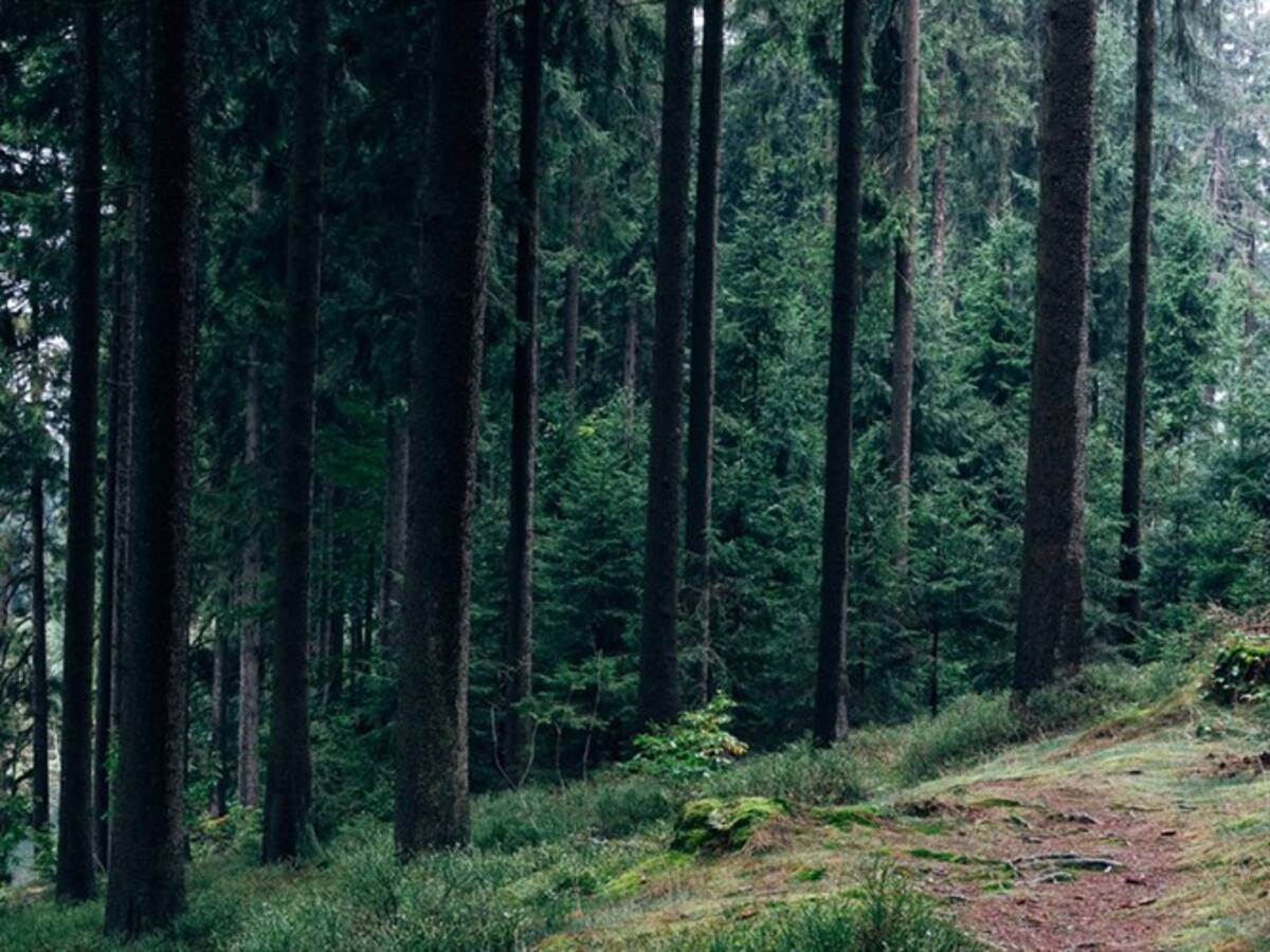 Biólogos piden más políticas de conservación para los bosques andinos
