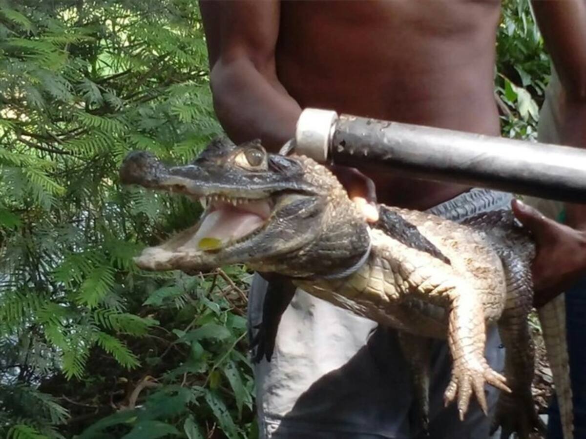 Rescatan a una babilla en el Río Quilichao, Cauca