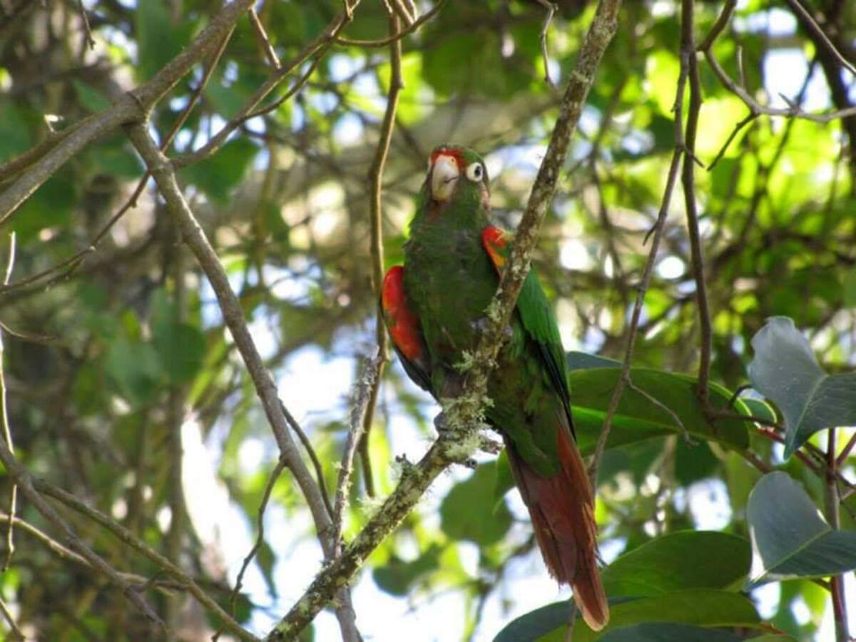 Instalaron 80 nidos artificiales para la conservación de la Lora Serrana en la Sierra Nevada